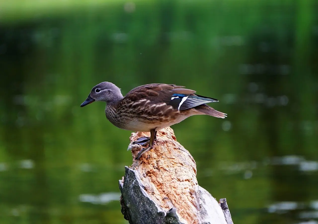 Hvordan bliver du hurtigere til at finde svar på sport i krydsord?